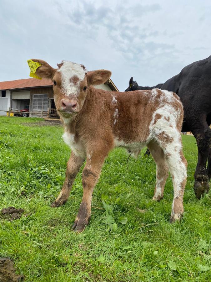Biohof-Feichtinger Zell am Moos Exterior foto