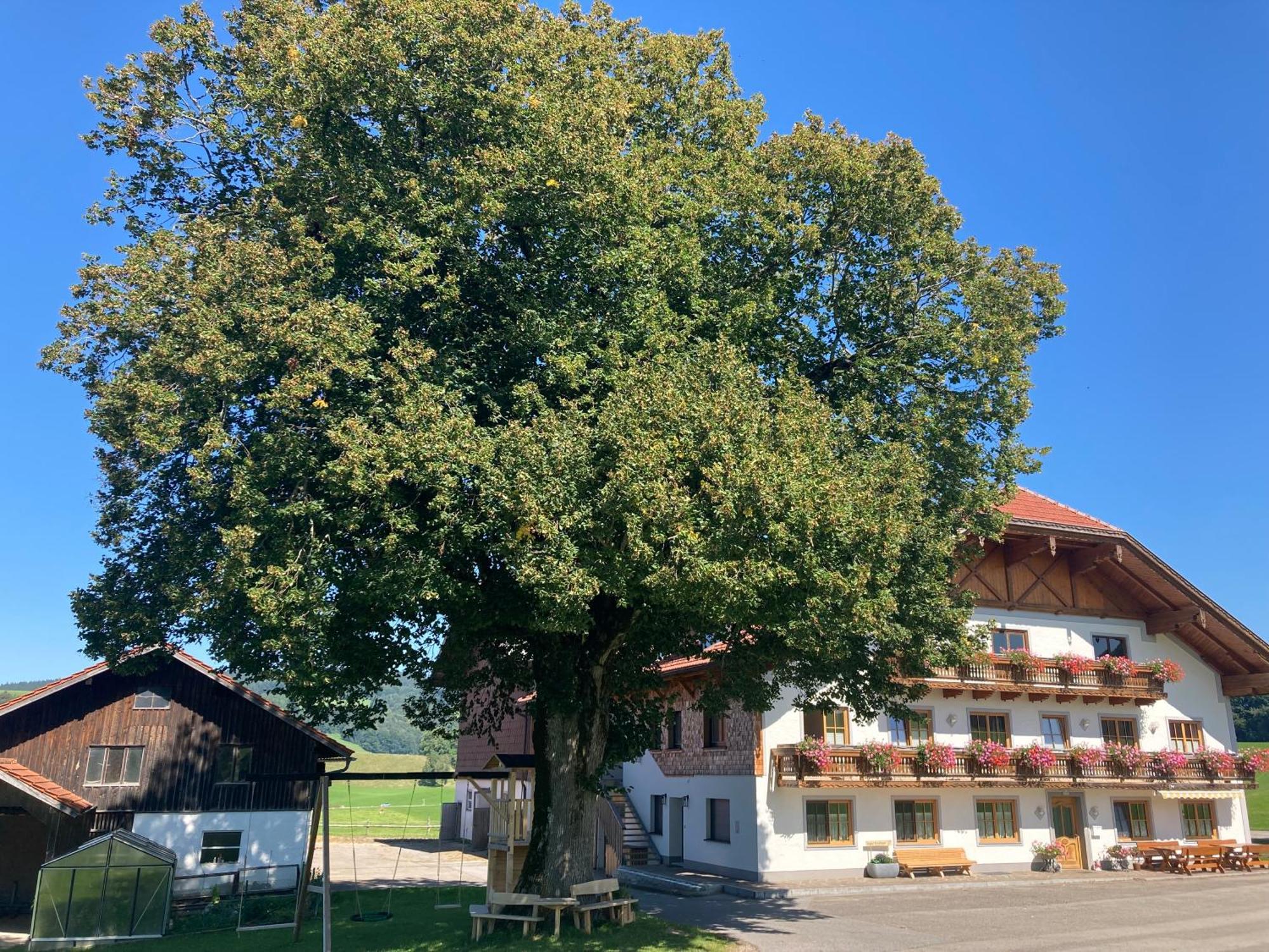 Biohof-Feichtinger Zell am Moos Exterior foto